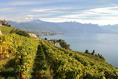 Vignoble du Lavaux et le lac Léman