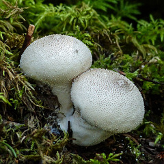 Puffballs in the forest