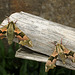 Lime Hawk-moth Two For One