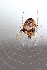 Une petite araignée - Zilla diodia, diodie tête de mort, Araneidae, banlieue de Lyon, Rhône, France