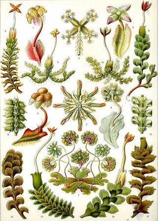 Auteur : Haeckel ( domaine public)- planche 82 Hepaticae Auteur : Haeckel ( domaine public)- planche 82 Hepaticae