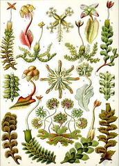 Auteur : Haeckel ( domaine public)- planche 82 Hepaticae