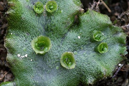 Marchantia polymorpha- photo de Hermann Schachner- domaine public Marchantia polymorpha- photo de Hermann Schachner- domaine public