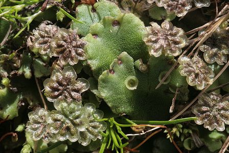 Marchantia polymorpha de Hermann Schachner- domaine public Marchantia polymorpha de Hermann Schachner- domaine public