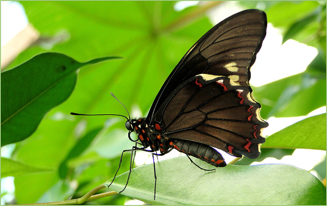 Polydamas Swallowtail (Battus p. polydamas)...
