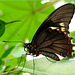 Polydamas Swallowtail (Battus p. polydamas)...