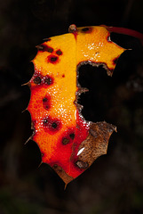 Dripping Wet & Beautiful Decaying Oregon-grape Leaf (4 inset pictures!) :D