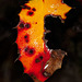 Dripping Wet & Beautiful Decaying Oregon-grape Leaf (4 inset pictures!) :D