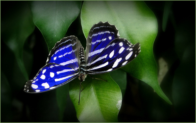 Blue-banded Purple Wing ~ Blue Wave Butterfly  (Myscelia cyaniris)...
