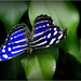 Blue-banded Purple Wing ~ Blue Wave Butterfly  (Myscelia cyaniris)...