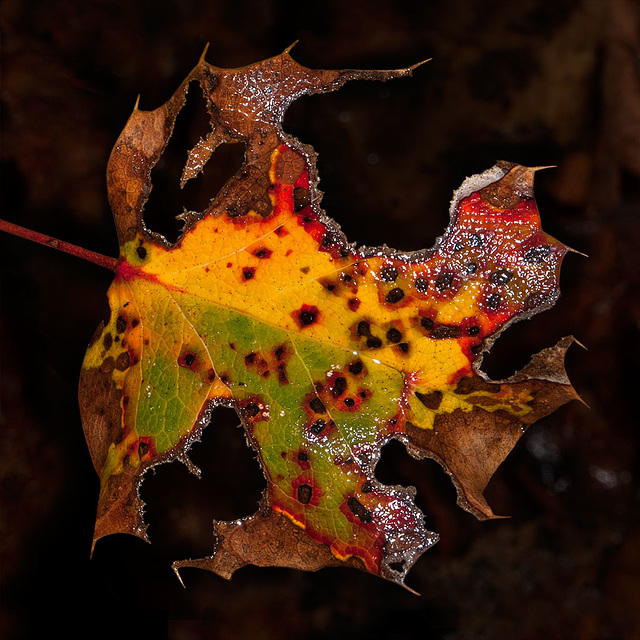 311/365: "I have always looked upon decay as being just as wonderful and rich an expression of life as growth." ~ Henry Miller