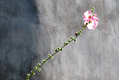 A Paimpol, rose et gris