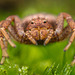 Thomise (araignée crabe)