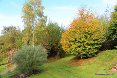 Autumn October Garden 2013