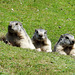 Familie Murmeltier (Marmota). ©UdoSm