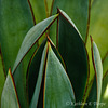 Agave Tequila Plant Macro 052213