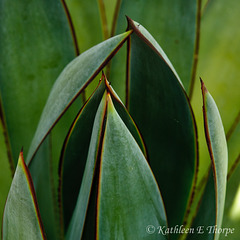 Agave Tequila Plant Macro 052213