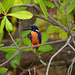 Azure kingfisher...Alcedo azurea