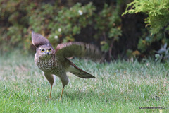 Young Sparrowhawk on takeoff