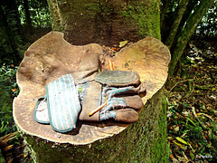 Glove on tree stump