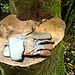 Glove on tree stump