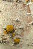 Ecorce de bouleau avec ornement de lichen (Myvatn, Islande), Betula (sp?), Betulacées