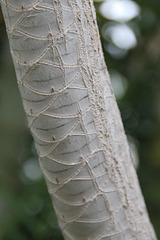 Dracaena marginata, Dracénacées (Madagascar)