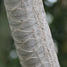 Dracaena marginata, Dracénacées (Madagascar)
