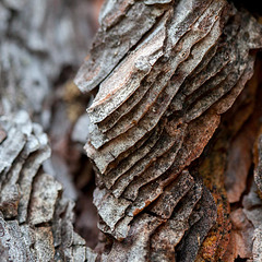 Ponderosa Pine Bark Layers