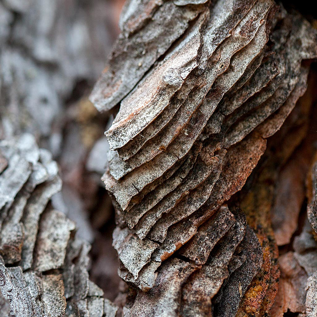 Ponderosa Pine Bark Layers