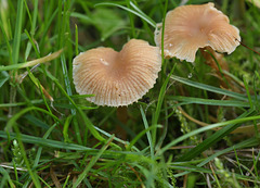 Mycena fungi