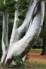 Pinus bungeana (Chine), pin Napoleon, Pinacées