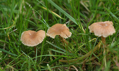 Mycena fungi