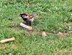 Sparrow with crusts.