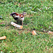 Sparrow with crusts.