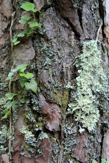 Lichen sur écorce