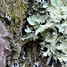 Lichen sur écorce