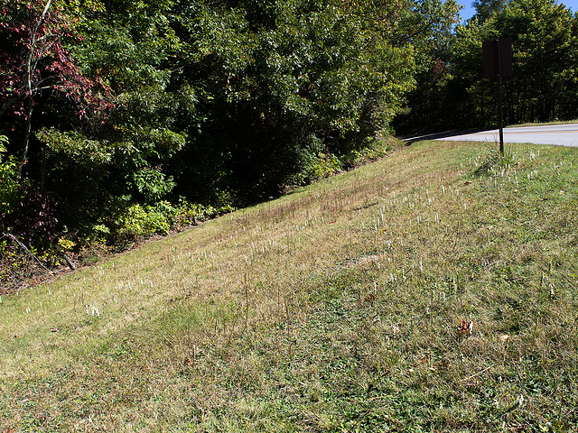 Field of Spiranthes on Blue Ridge Parkway, North Carolina