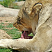 Lioness chewing