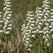Spiranthes orchid species -- probably Spiranthes cernua