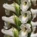 Spiranthes orchid species -- probably Spiranthes cernua