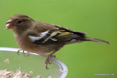 Chaffinch: A seed in the beak is worth two in the bowl...