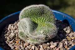 Crested Twin-Spined Cactus (Mammillaria Geminispina Crest)