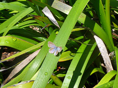 common grass blue