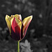 BESANCON: Parc Micaud: Une tulipe (tulipa).