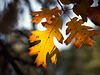 Golden Oak Leaf