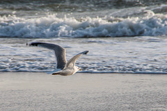 Möwe - Seagull