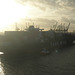 Containerschiff  YANG MING UPSURGENCE in der Abendsonne