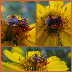 Ambush bug (Phymata americana) Collage