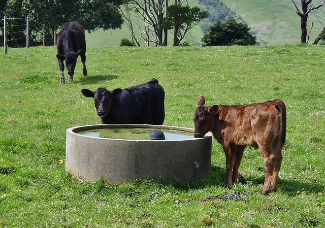 calves at the trough